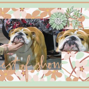 Best of Show