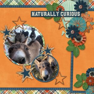 Naturally Curious