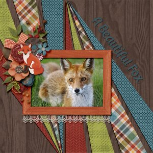 A Beautiful Fox
