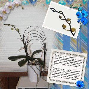 Orchid