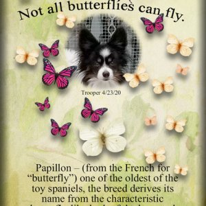 ATC 2020-072 Papillon