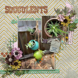 Succulents