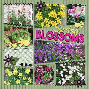 Spring Blossoms