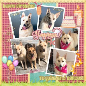 Happy Bday Tequila and Baileys