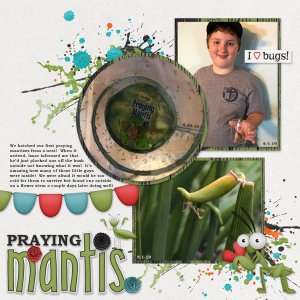Praying Mantis