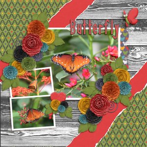 Butterfly