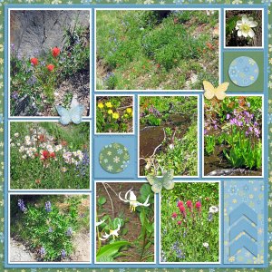 Mount Rainier Flowers