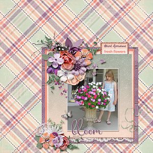 Mixed Geraniums