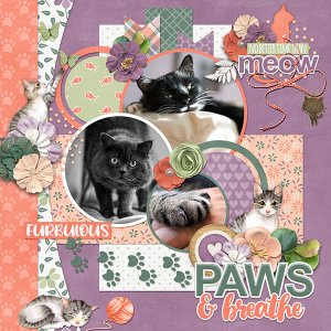 cap_cattitude_and_cap_fullcircletemps17_cat_web