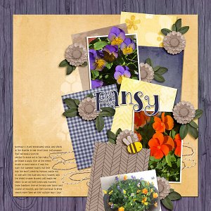 pansy