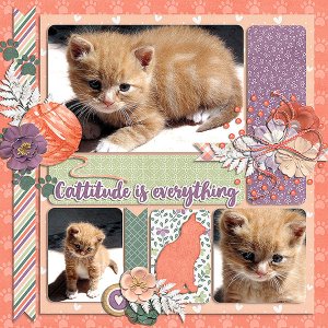 cattitude is everyone