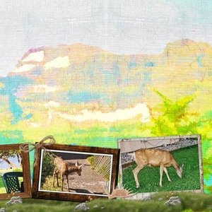 Waterton Wildlife