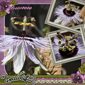 Passion Flower