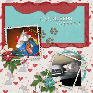 Cats sleeps