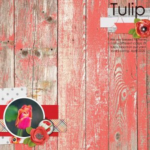 Tulip