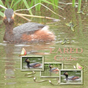 Eared_Grebe_small