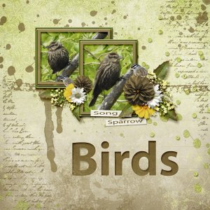 Song_Sparrow_small