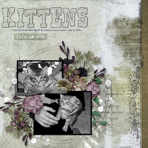 kittens_small