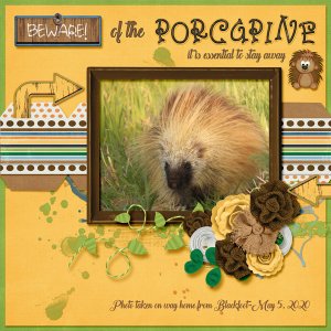 Porcupine_small