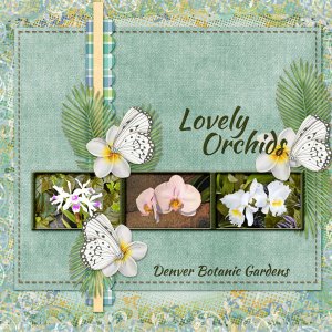Lovely Orchids