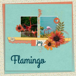 Flamingo4