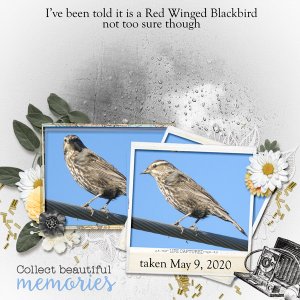 Red_winged_blackbird_small