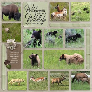 07_Yellowestone-wildlife-copy