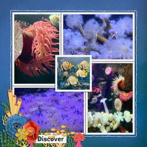 Discover