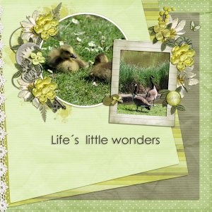 Life_s--little-wonders