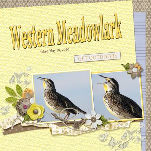 Western_Meadowlark_small1