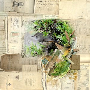BIRDS AND NATURE