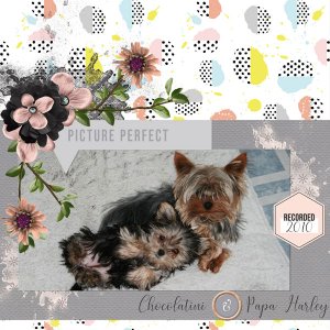 Picture Perfect Yorkie Babies