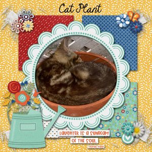 Cat Plant