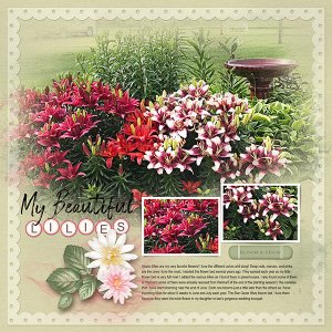 My Beautiful Lilies