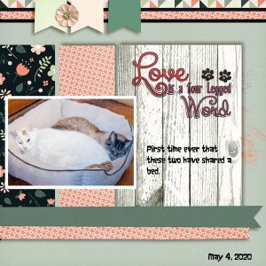 Love is a four legged Word