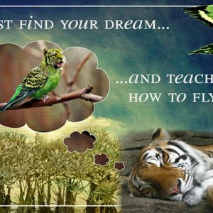 Just Find Your Dream