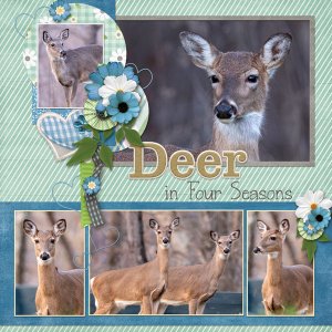 Deer in Four Seasons