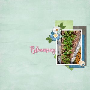 Blooming