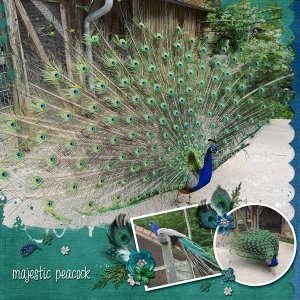 majestic peacock