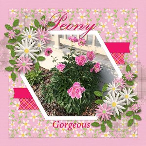 Peony