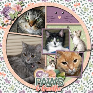 Cats