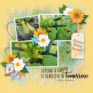 Summer Yellow Squash