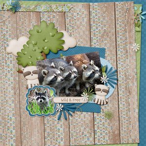 Raccoons