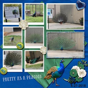 Peacock Bed + Breakfast