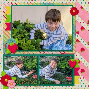 Picking Strawberries