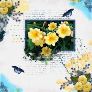 Daylily
