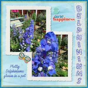 Delphiniums