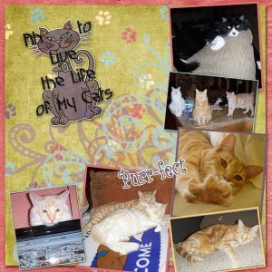 A Cat's Life