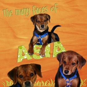 Faces of Asia