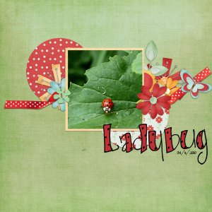 Ladybug